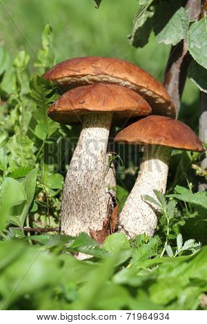 birch mushrooms under a tree