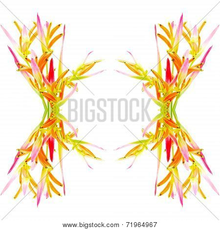 Heliconia Sassy