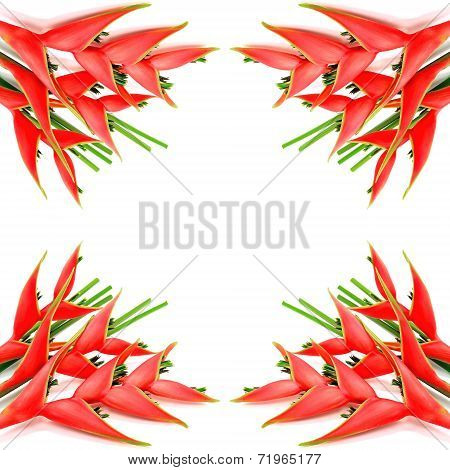 Heliconia Isolated