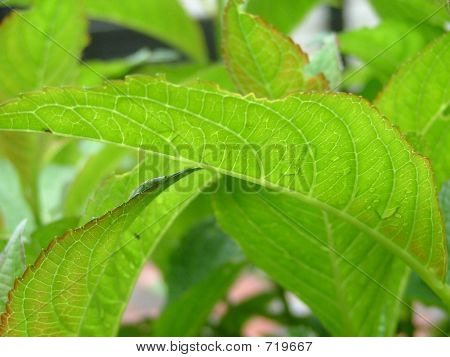Leaves2