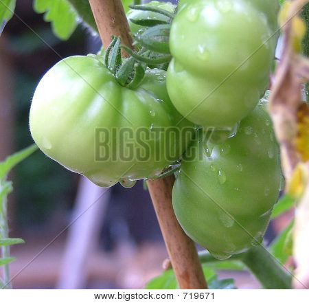GreenTomato4