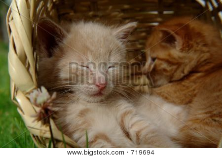 바구니에 고양이 자 두