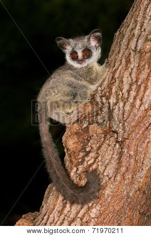 Nocturnal Lesser Bushbaby (Galago moholi) sitting in a tree, South Africa
