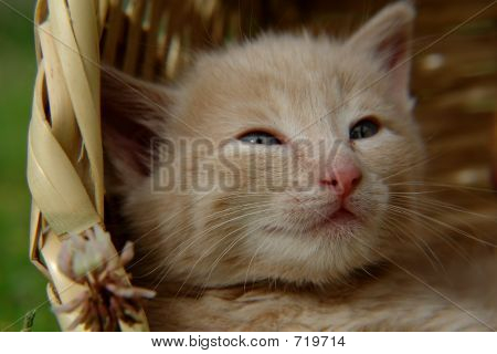 바구니에 고양이