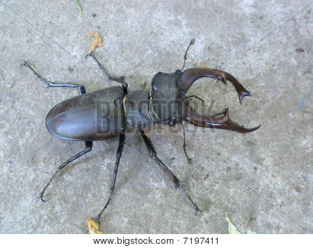 只是一个 bug
