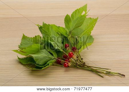 Stone Bramble