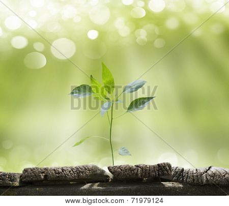 planed floor and grass on the background bokeh