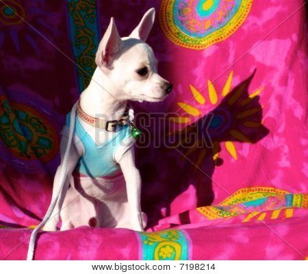 Chihuahua
