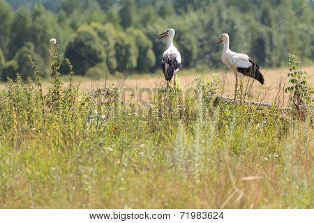 Two White Storks on field and forest background