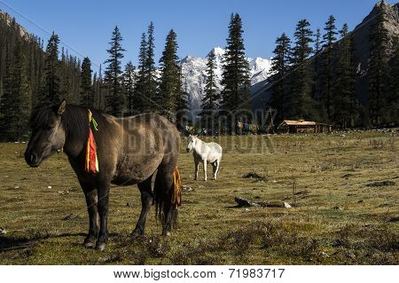 Pasture And Summer Residence Of The Nomads Of Kham, Tibet