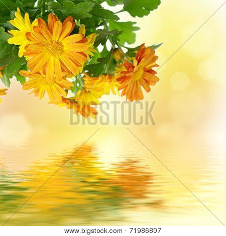 Chrysanthemum floral background