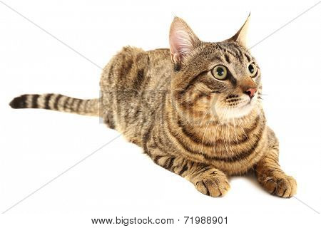 Cat isolated on white