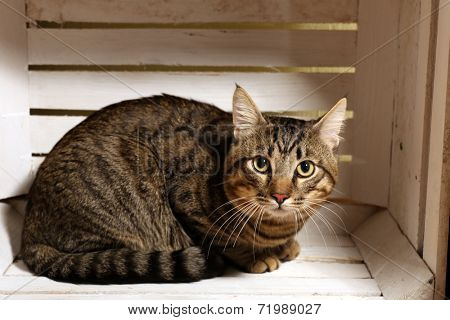 Grey cat in wooden box