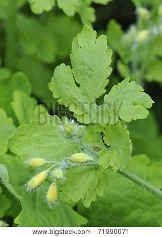 Greater Celandine