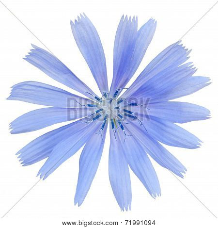 Chicory