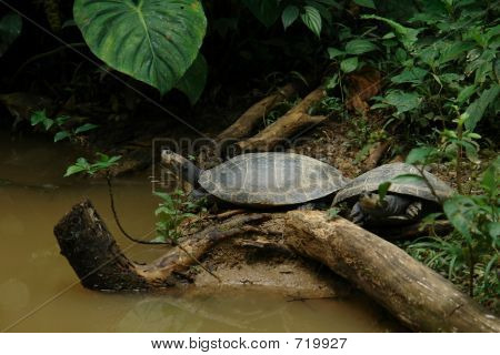 두 개의 작은 거북이. 에콰도르