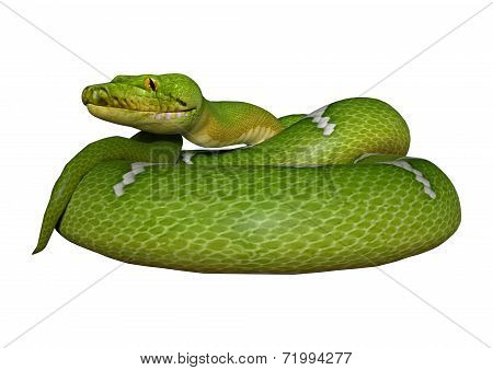 Green Python On White