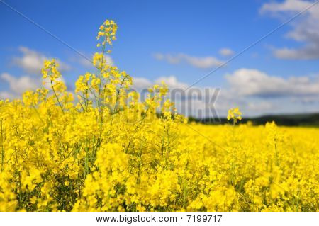 Paesaggio con seme di Cole