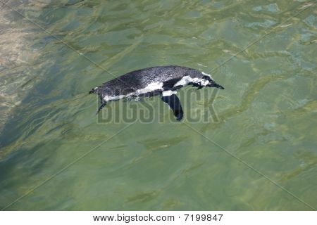 Pinguini africani
