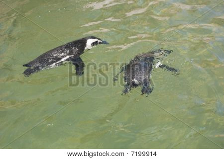 Pinguini africani