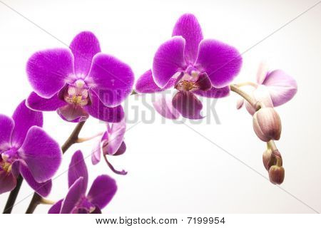orchidej