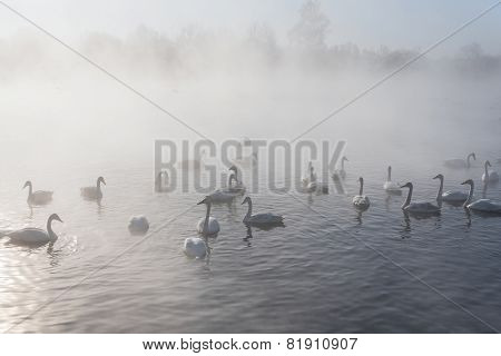 Swan Lake Fog Winter Birds