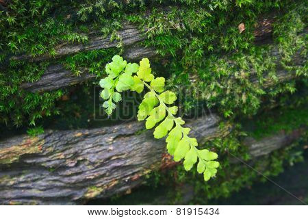 Forest Ferns And Fallen Log