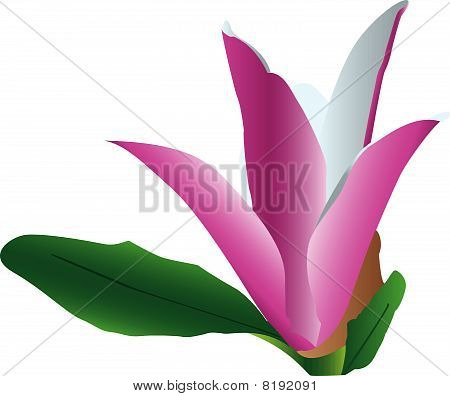 Colorful flower in bloom