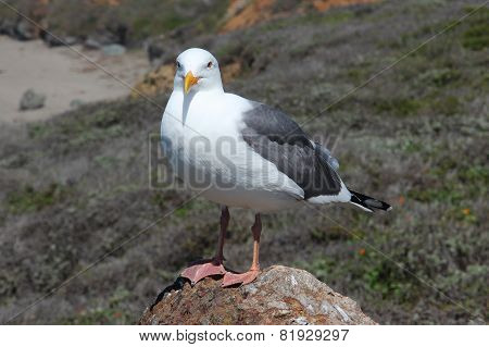 Herring Gull