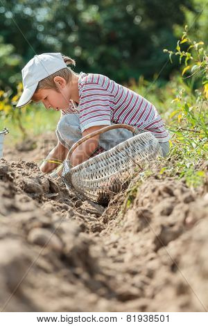 Teenage Farmer At Root Vegetables Harvesting