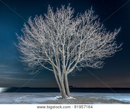 Lone Tree On Snowy Beach At Night