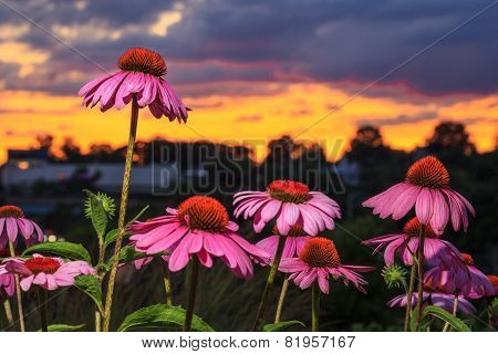 One Pink Flower Standing Above The Rest