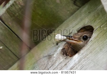 House Wren (troglodytes Aedon) In Soft Focus