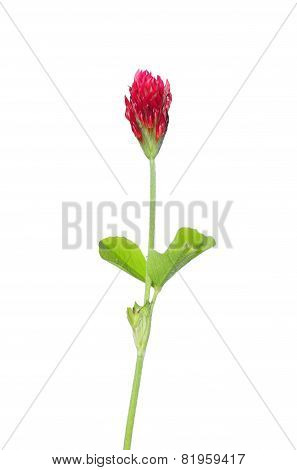 Crimson Clover (trifolium Incarnatum)