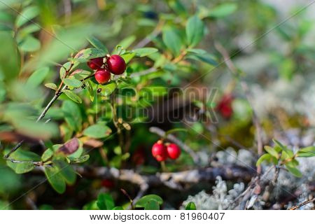 Lingonberries Closeup