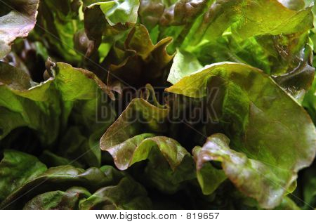 Romain salat