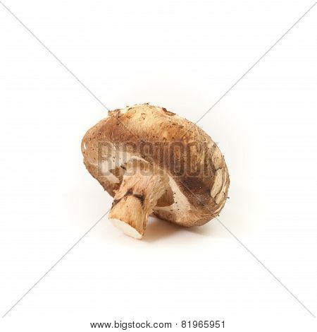 Shiitake Mushroom On The White Background
