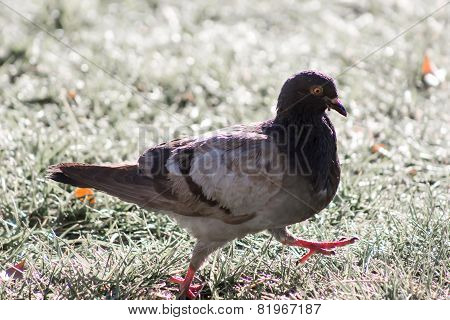 Pigeon