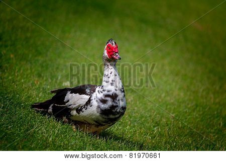 duck