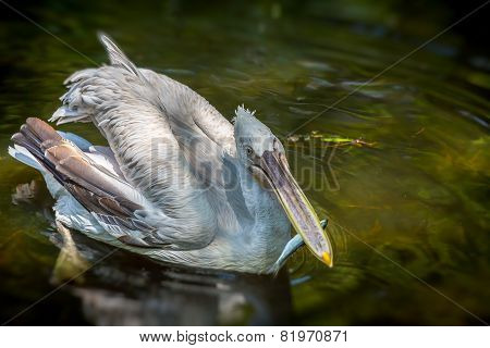 Pelican