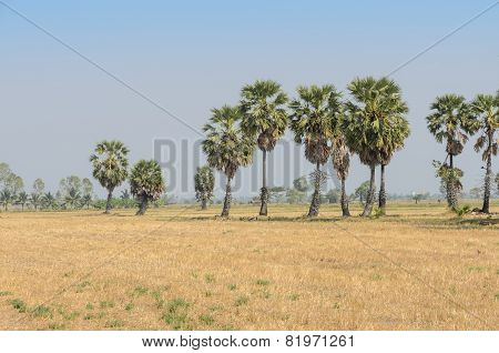 Sugar Palms On The Rice Field In Thailand
