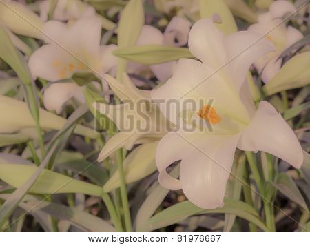 Lilium Longiflorum (easter Lily)