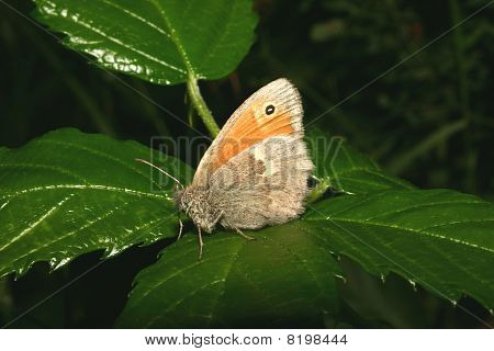 สุขภาพขนาดเล็ก (coenonympha Pamphilus)