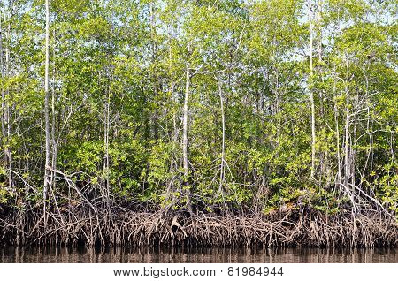 Mangroves