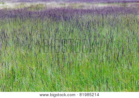 Purple Moor Grass (molinia Caerulea)