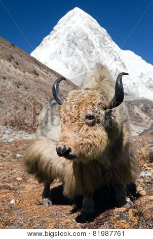 Yak On The Way To Everest Base Camp And Mount Pumo Ri