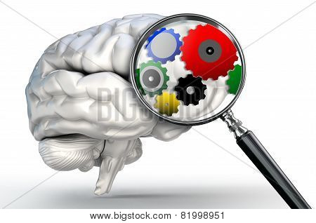 Cog Wheels Word On Magnifying Glass And Human Brain