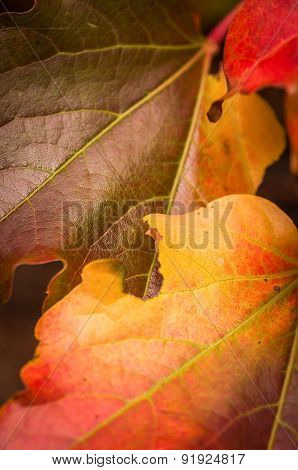 Leaves in autumn or winter colors