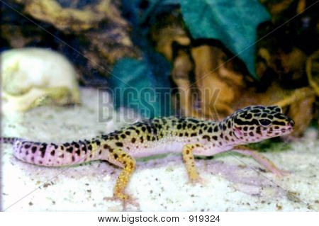 Lepardgecko
