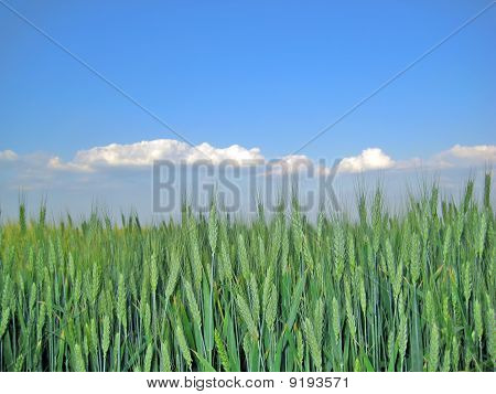 Ährchen gegen den Himmel grün